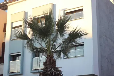 a palm tree in front of a building at New Fez Apartments in Fès