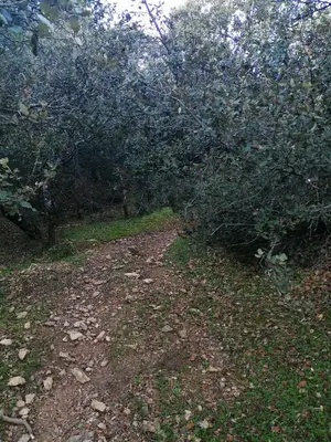a dirt trail with trees on the side of it at Tamanoucht in Ifrane