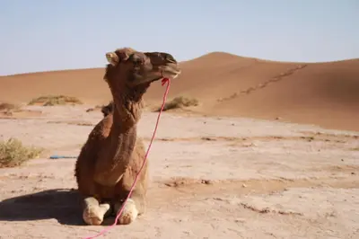 a camel sitting in the desert with a rope in its mouth at Mhamid Auberge Saharaespace in Mhamid