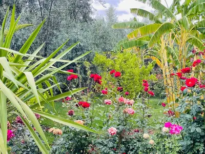 a garden with red flowers and green plants at Ilafe Farmhouse, Villa avec Piscine Chauffée Privée pour Familles in Marrakech