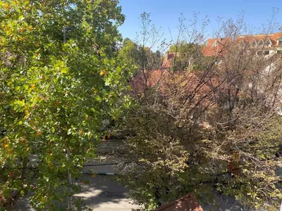 two trees in front of a building at Très joli appartement au centre de IFRANE in Ifrane