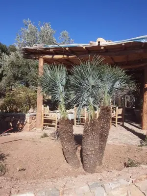 two large palm trees in front of a pergola at Kasbah Timdaf in Demnat