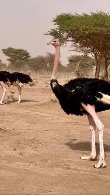 two ostriches walking on a dirt field with trees at Chegaga Starlight Camp - Mhamid Desert Haven in Mhamid