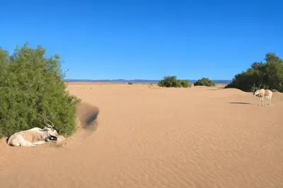 two cows laying on the sand in the desert at Chegaga Starlight Camp - Mhamid Desert Haven in Mhamid