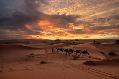 a camel team walking through the desert at sunset at Paradis Du Sahara in Merzouga