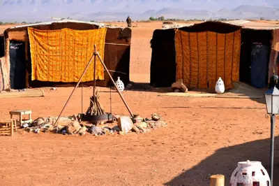a group of animals laying on the ground in front of tents at Tikida Camp by tinfou in Zagora