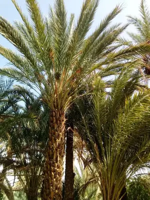 a group of palm trees standing next to each other at Le Chant Des Palmiers in Agdz