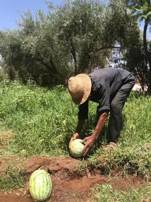 a man is bending over to pick up a watermelon at Upupa de l’Atlas in Marrakech