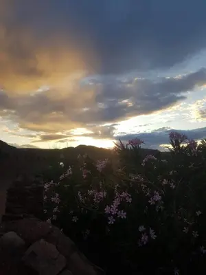 a field of flowers with the sunset in the background at ecolodge bivouac des aigles in Ouarzazate