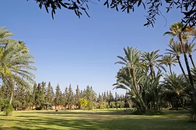 a field of palm trees in a park at Ame-Za in Douar Soukkane