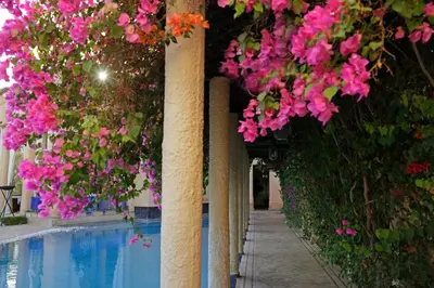 a row of columns with pink flowers next to a swimming pool at Ame-Za in Douar Soukkane