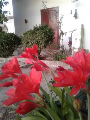 a group of red flowers in front of a red door at ferme Walila in Douar Doukkara