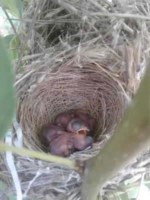 a nest of baby birds in a tree at ferme Walila in Douar Doukkara