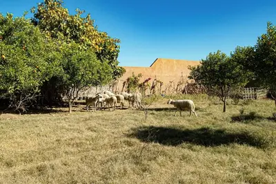 a herd of sheep walking in a field at Aux portes de Marrakech Villa Arts & Déco avec piscine in Marrakech
