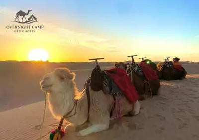 a camel sitting in the desert at sunset at Overnight Camp Erg Chebbi in Merzouga