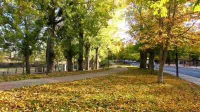 a park with trees and leaves on the ground at Bed and breakfast in Ifrane