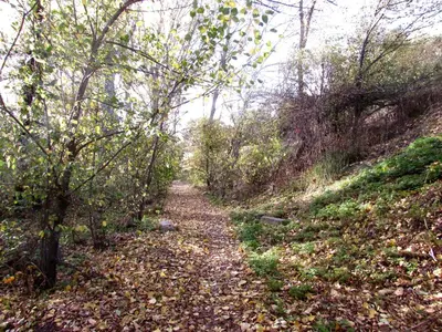 a path in the woods with leaves on the ground at Bed and breakfast in Ifrane