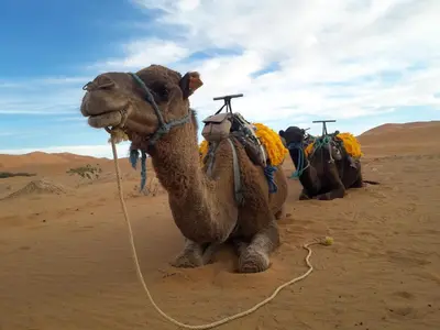 Gallery image of Sahara Desert Trips & Camps in Merzouga