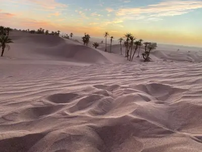a sand dune with palm trees in the desert at Camp Auberge Sahara Marokko in Mhamid