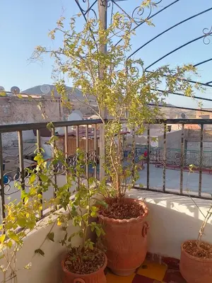 two plants in pots sitting on a balcony at RIaD DRISSIA Panoramic in Fès