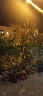 a group of potted plants sitting in front of a building at Dar abd essalam in Moulay Yacoub