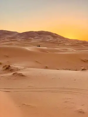 a camel in the desert with the sunset in the background at Merzouga cheer camp in Merzouga