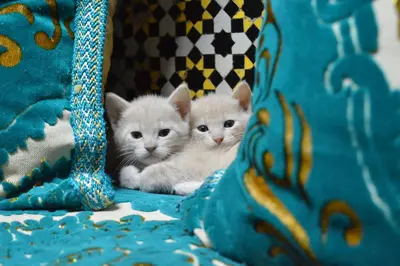 two white kittens sitting next to each other at Chez L'habitant Boueden in Fès