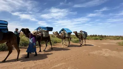 a group of camels walking on a dirt road at Atta Desert Camp in El Gouera