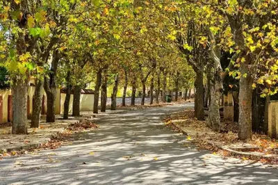 a tree lined road with leaves on the ground at appartement chalet in Imouzzer Kandar