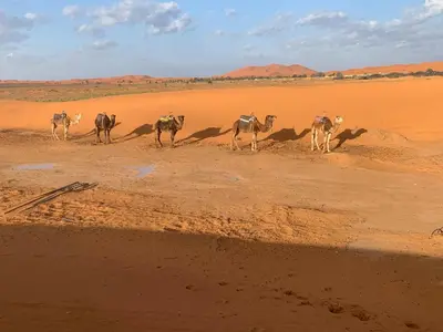 a group of animals walking in the desert at Tafouyte Luxury Camp in Merzouga