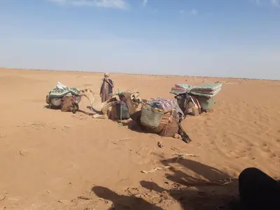 a camel in the sand in the desert at Camp Mhamid Sahara Tours in Mhamid