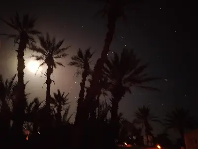 a group of palm trees at night with the moon at Camp Mhamid Sahara Tours in Mhamid