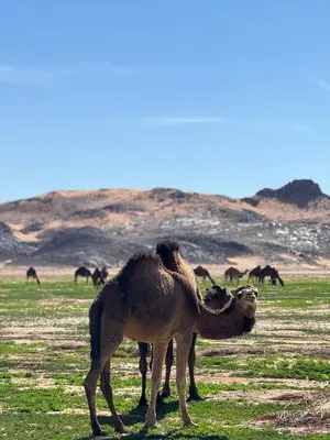 a camel standing in a field with other animals in the background at Riad Nomad in Foum Mharech
