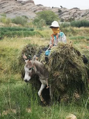 a man sitting on a pile of hay with a donkey at KASBAH Atlas-Aberdouz in Aït Hattab