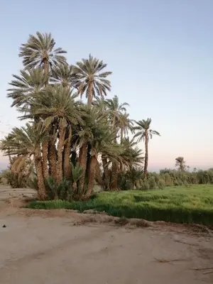 a group of palm trees on the side of a field at Gîte Ait lmaalam chez Ahmed in Skoura