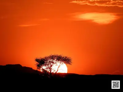 a silhouette of a tree with the sun in the background at Luxury Desert Camp in Merzouga in Tisserdmine