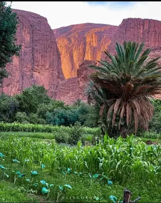 a palm tree in a field in front of a mountain at Riad dar Ahlam in Aït Baha
