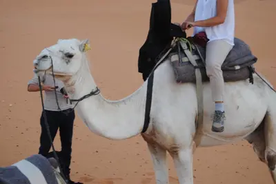 a woman riding a camel on the beach at Desert Camel Trekking Camp in Hassilabied