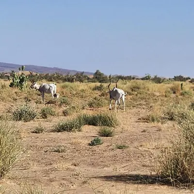 two animals are standing in a field at Bivouac ZAGORA in Zagora