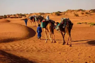 a group of camels walking in the desert at Nomadic Stay in Mhamid