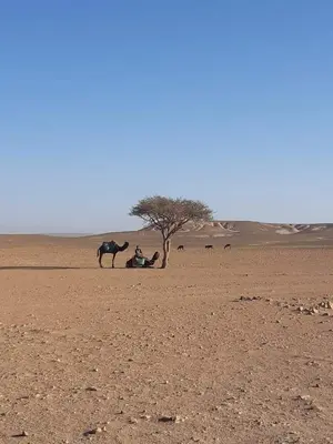 a person and a camel in a desert with a tree at Nomadic Stay in Mhamid
