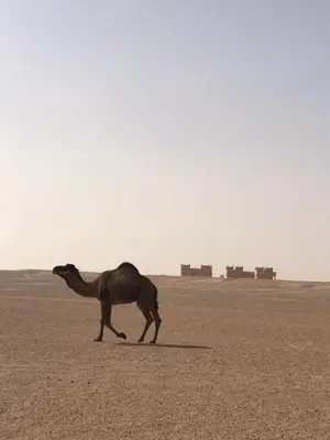 a camel walking in the desert at Erg Chegaga Camp & Activites in Mhamid
