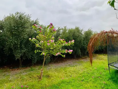 a small tree with pink flowers in a field at Villa yanii siin in Marrakech