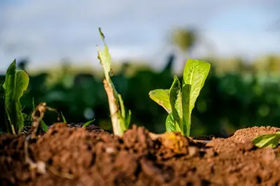 a group of plants growing in the dirt at Bakkal Farm Agrolodge in Marrakech