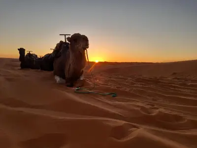 a camel sitting in the desert at sunset at Merzouga apartments holiday in Merzouga