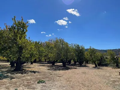 a row of trees in a field with a blue sky at Gîte Camping Amazigh in Azrou
