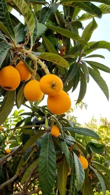 a bunch of oranges hanging from a tree at Le Beau Site Ourika in Aghmat