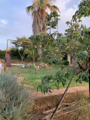 a playground with a palm tree and a swing at Ferme fes in Fès