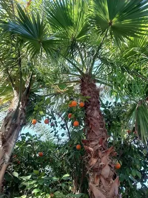 an orange tree with lots of oranges on it at Weedan Hôtel&Spa Marrakech in Oulad Snaguia
