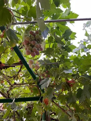 a bunch of grapes hanging from a tree at Motel Ain Mersa in Ifrane